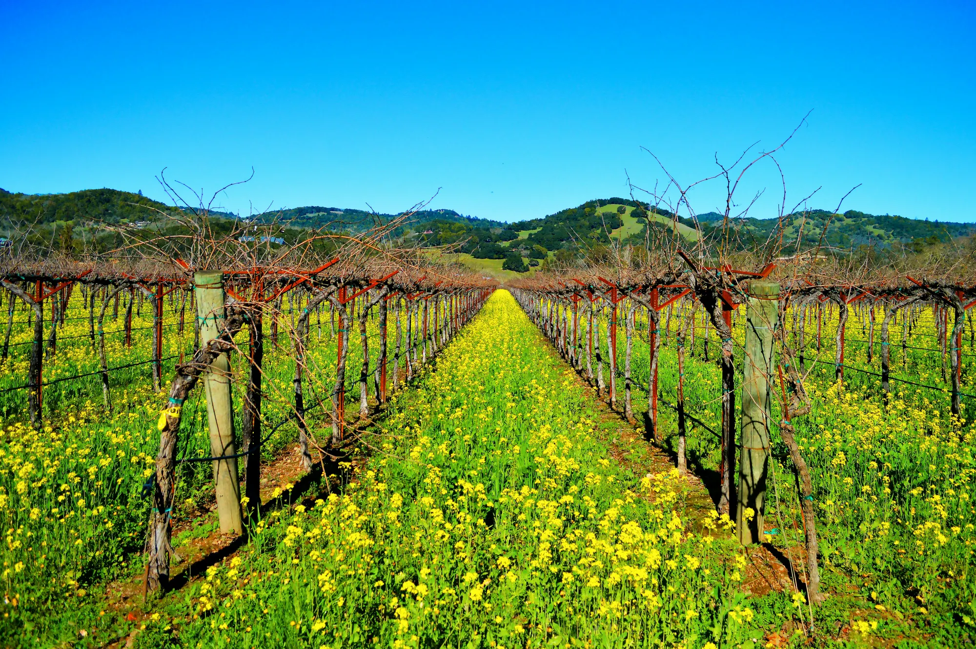 Fiori gialli tra i filari di una vigna in primavera, colline sullo sfondo