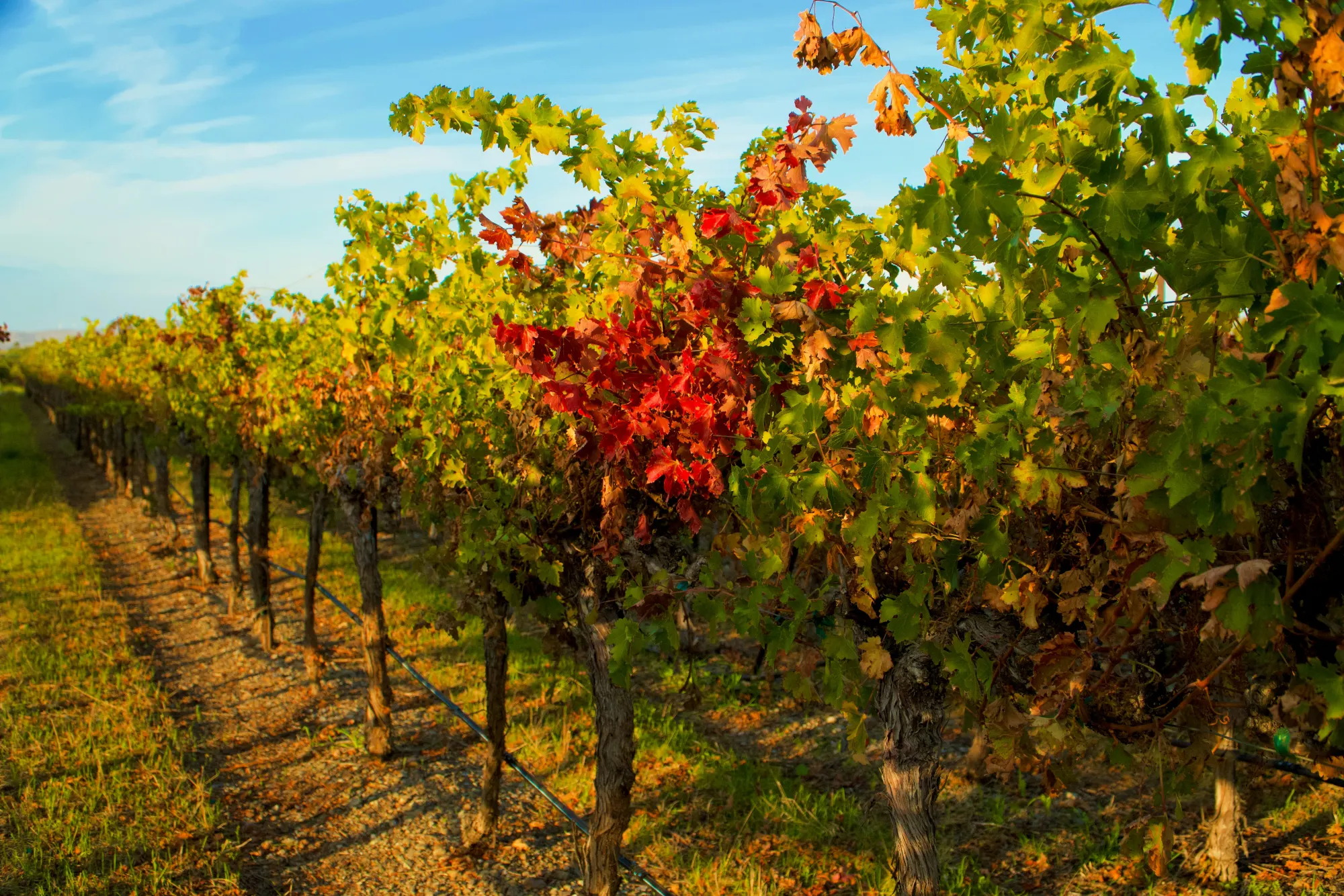 Filari di vite in autunno, con foglie rosse e gialle sotto il cielo azzurro